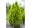 Туя западная Голден Смарагд (Golden Smaragd®) С2,5